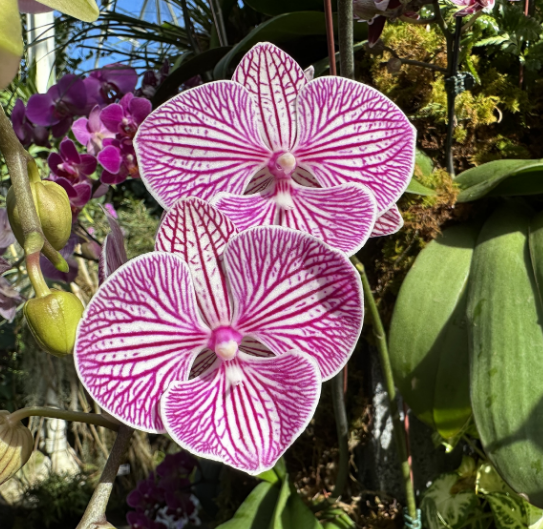 Get lost in a meditative oasis at New York Botanical Garden’s Orchid Show