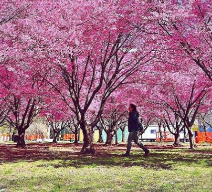 Cherry blossoms are officially blooming in NYC!