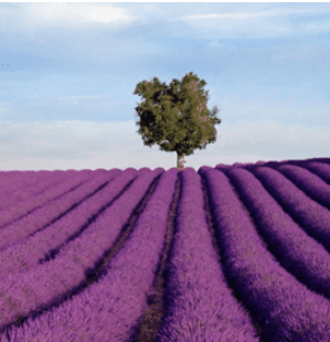 Brihuega 2023 lavender fields: festival, news