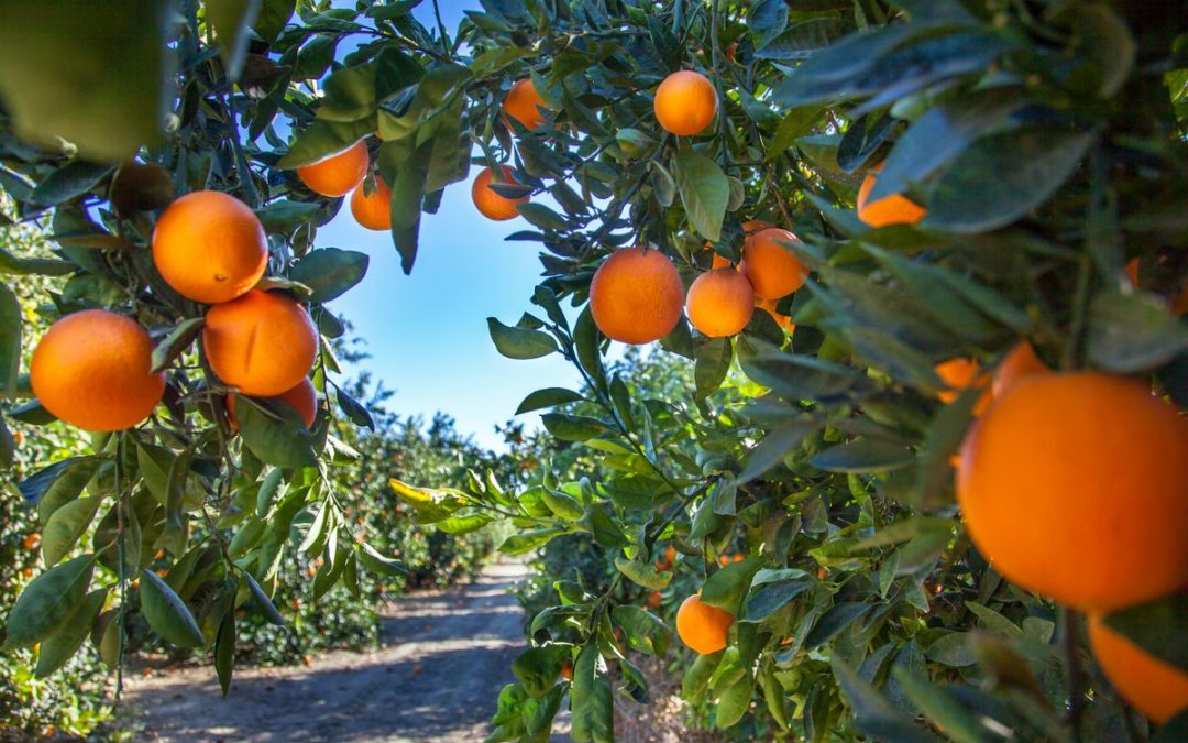 San Fernando Valley’s last orange grove on its way to becoming a city landmark
